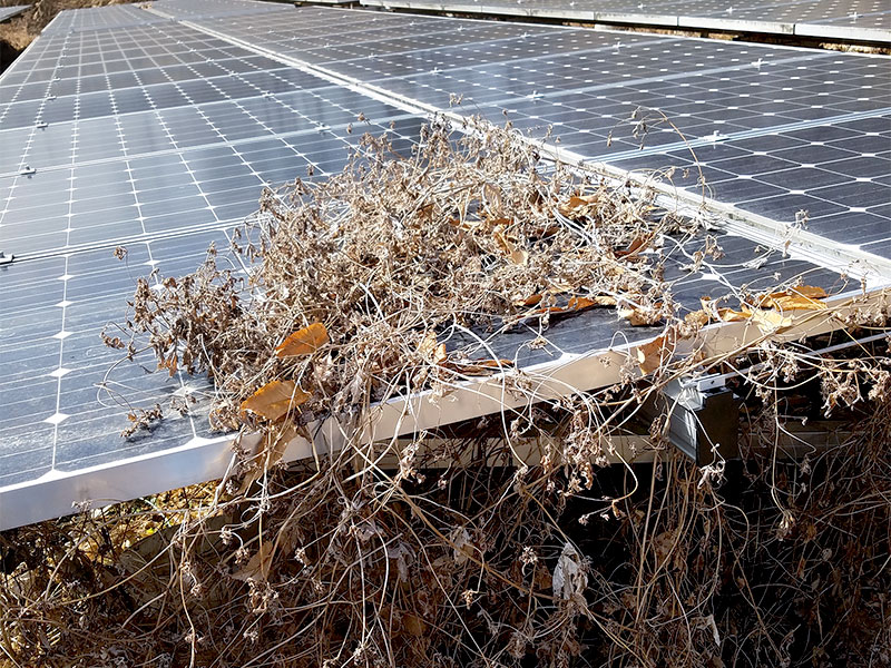 パネルの上に乗った枯れた植物